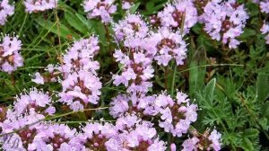 Чабрец тимьян богородская трава польза и вред