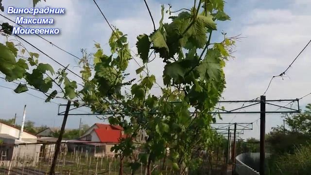 Работы на винограднике в мае смотреть онлайн