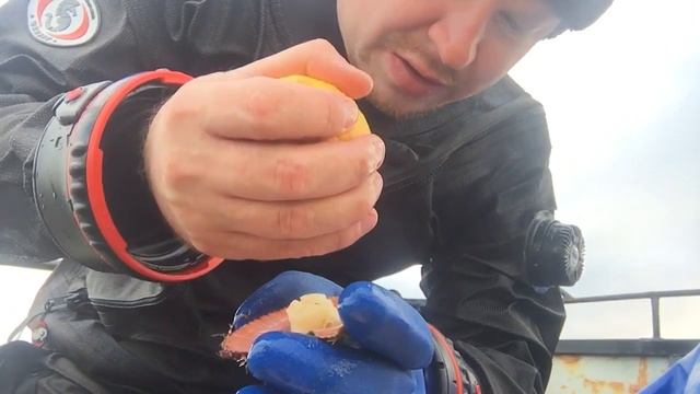 Как есть гребешка смотреть онлайн