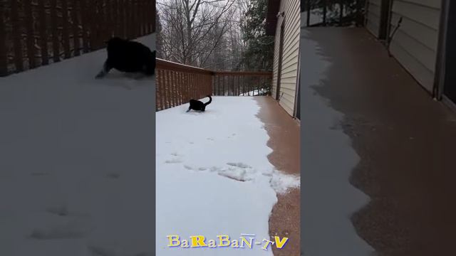 веселые котики