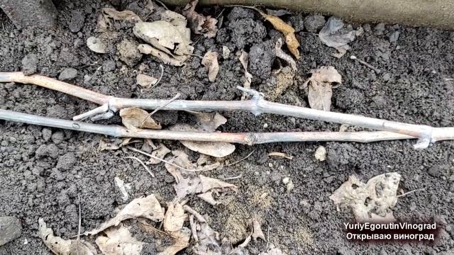 ? Весна 2021. Готовлюсь к заморозкам на винограднике. Проверяю, как перезимовал виноград. смотреть онлайн