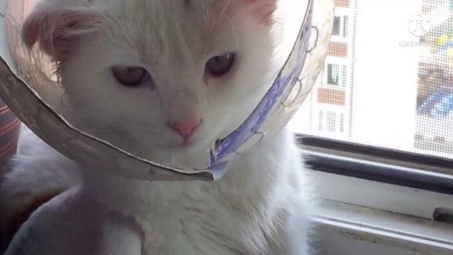 Из грустных глаз текли слезы. Хозяева принесли усыплять молодую и здоровую кошку смотреть онлайн