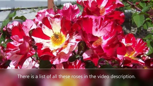 30 Great Red Roses for your Valentine's garden смотреть онлайн