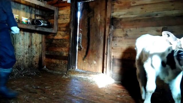 Коза альпийской породы родила без меня. смотреть онлайн