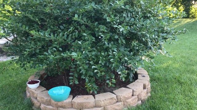 Harvesting Carmine Jewel Dwarf Cherries From Our Backyard Garden - 2022