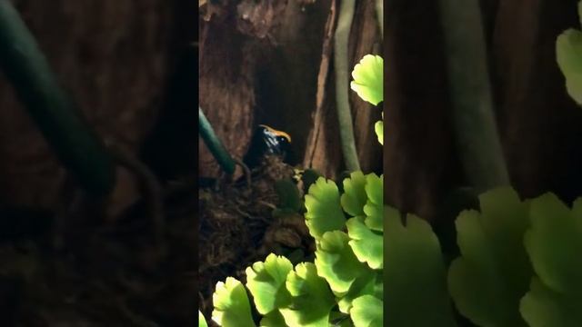Пение Священного древолаза (Dendrobates leucomelas call) смотреть онлайн