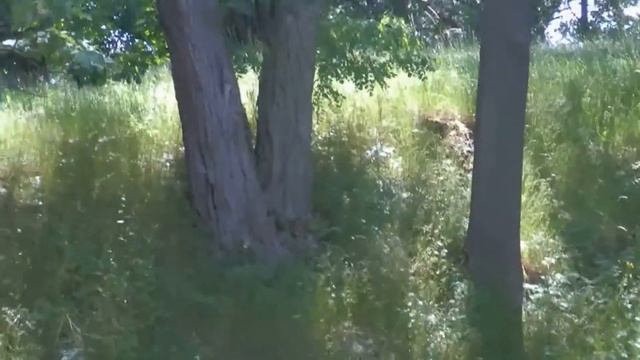 По городам и весям Германии. Саксонская Швейцария смотреть онлайн