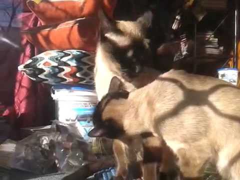 Нежные котики смотреть онлайн