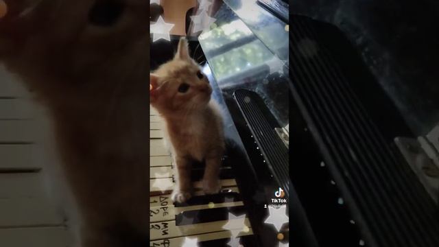 Котенок хвалит зрителей!+ Шостакович Русский вальс (вальс номер 2) смотреть онлайн