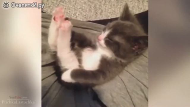 Короткие приколы с котами #3 смотреть онлайн