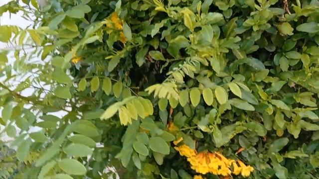 Текома прямостоячая, не путать с Кампсисом укореняющимся! смотреть онлайн