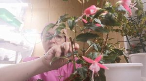 #2. Как дорого продавать комнатные цветы. Фуксия к 8 марта.