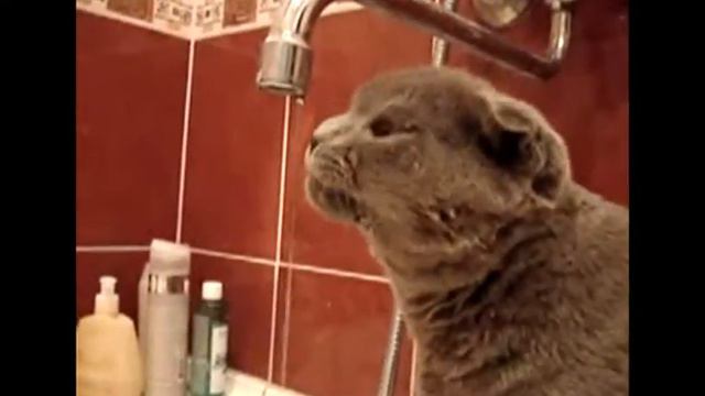 Как, пьет вислоухий кот.. How drinking Fold cat смотреть онлайн