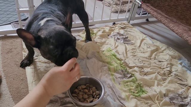 Наконец-то спустя 5 дней после приступа, он все начал делать сам❤️ смотреть онлайн