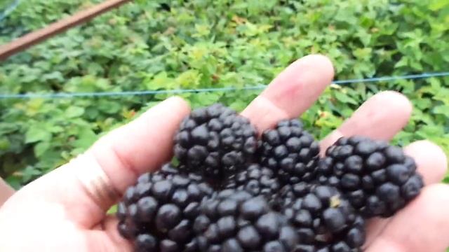 Саженцы ежевики. Киова (Кайова) Ягоды на саженцах. смотреть онлайн