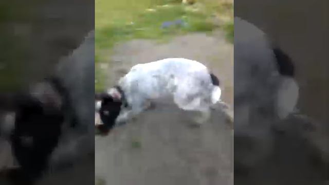 Дратхаар-маленькая охота на хозяина))) смотреть онлайн