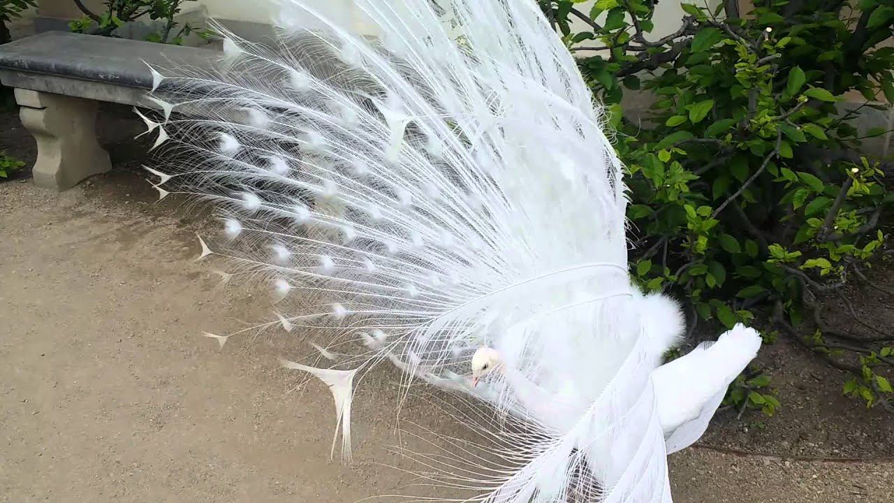 Вальдштейнский сад смотреть онлайн