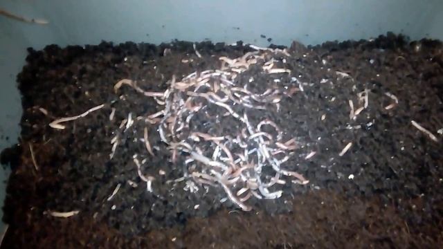 Дендробена содержание.Разведение червей дендробена для рыбалки.Дождевые черви смотреть онлайн