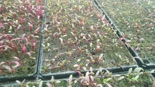 буряк рассада. смотреть онлайн