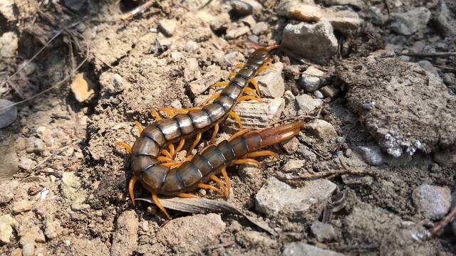 Семейные Друзья на Лапках