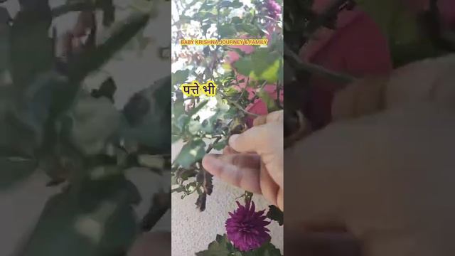 chrysanthemum flowering plant view of this session some dead flowers and best use गुलदाऊदी पुष्प смотреть онлайн