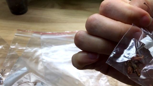 Ревизия семян фиалок смотреть онлайн