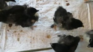 Как определить пол цыплёнка? Цыплятам 6 дней.