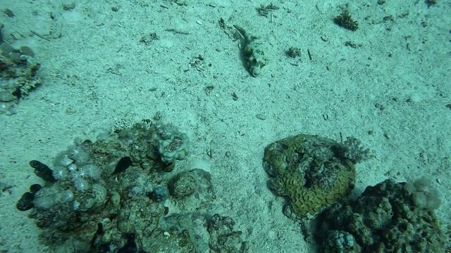 иглобрюшка на песке