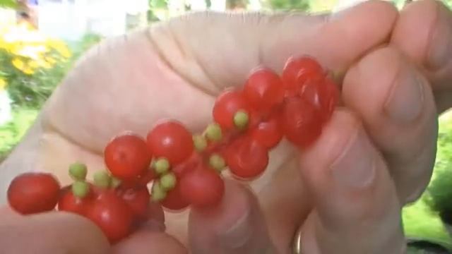 Schisandra chinensis TakeFive смотреть онлайн