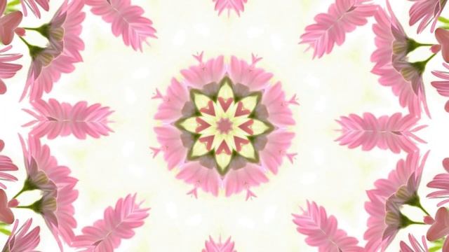 розовые хризантемы смотреть онлайн