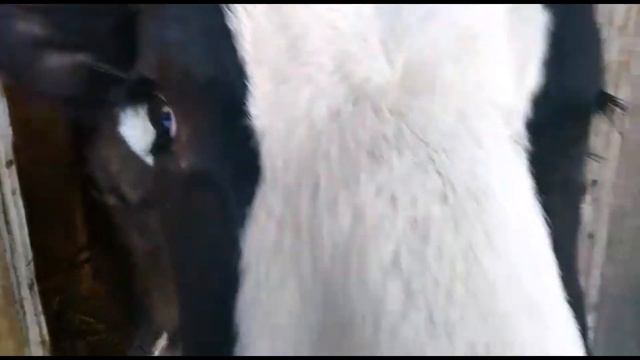 Краткий обзор хозяйства|Brief overview of the farm смотреть онлайн