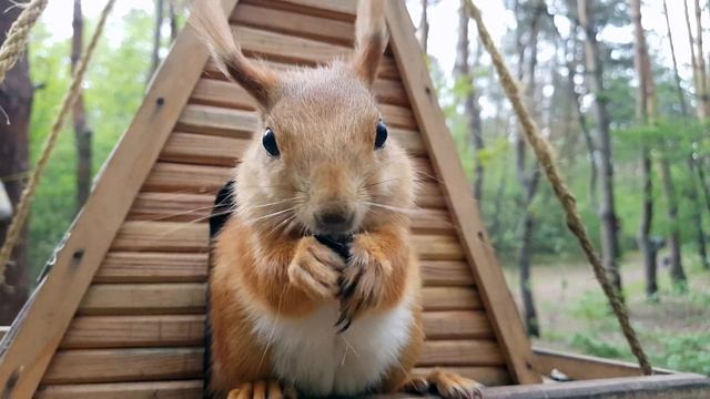 Майские бельчата