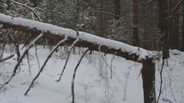 Февральский лес в предвкушении весны | February forest in anticipation of spring смотреть онлайн