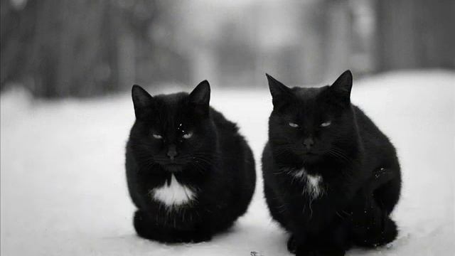 ЧЁРНЫЙ КОТ смотреть онлайн