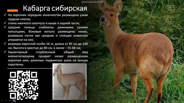 Межрегиональная конференция «Заповедное дело, биоразнообразие, экообразование» Часть 2 смотреть онлайн