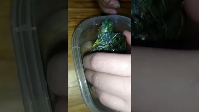 Делаем маникюр черепахе. Нужно ли стричь когти красноухой черепахе? смотреть онлайн