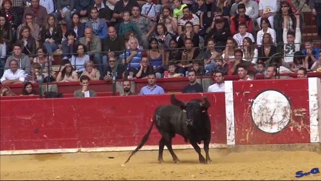 ✅ZARAGOZA14 ◾ Concurso de Forcados Portugueses смотреть онлайн