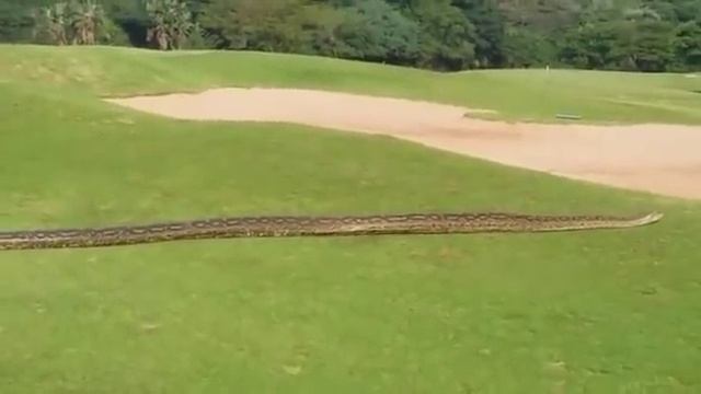 Unexpected visitor slithers across Zimbali golf course смотреть онлайн