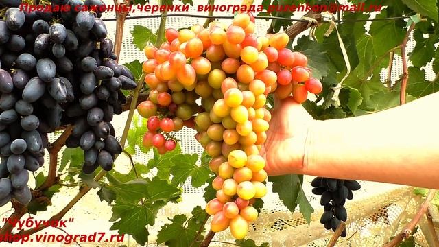 Виноград МАЛИНОВЫЙ СУПЕР мускат, крупные ягоды и грозди удивительно красивый цвет ягод (Пузенко Н.) смотреть онлайн