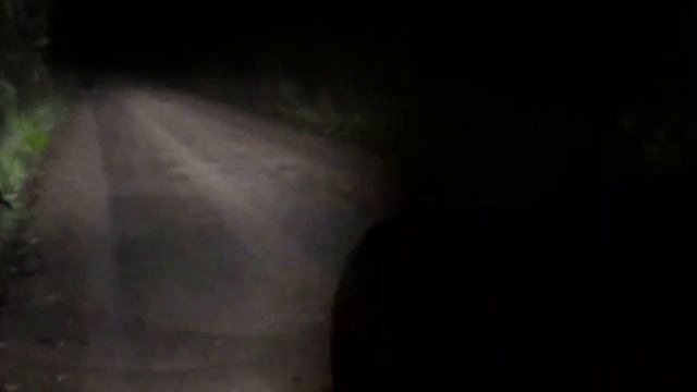 Заяц на ночной дороге в свете фар смотреть онлайн