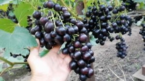 Аюта, гибридная форма винограда селекция Павловского.