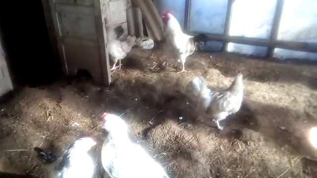подсадка молодняка кур в основное стадо смотреть онлайн