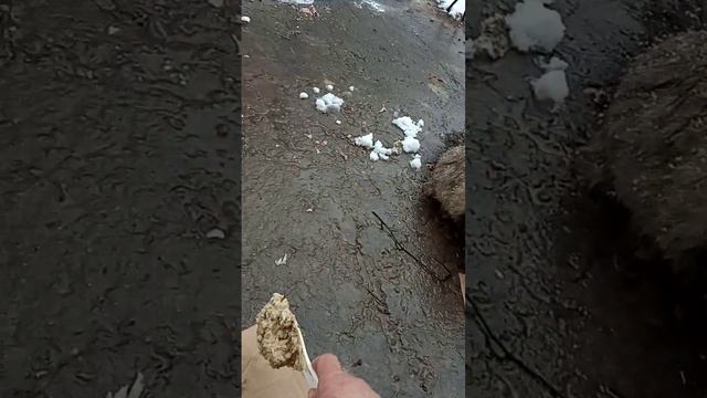 Сегодня  целый день падает снег.Всего две кошечки вышли покушать.