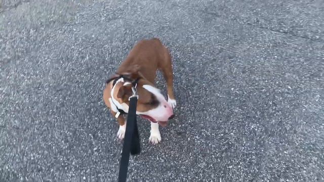 Stubborn Mini Bull Refused To Walk Back Home! Упрямый бультерьер отказывается идти домой !