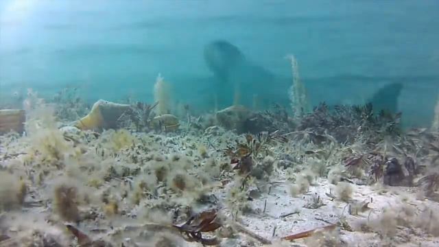 Что делать в условиях непредсказуемости и неопределенности? смотреть онлайн