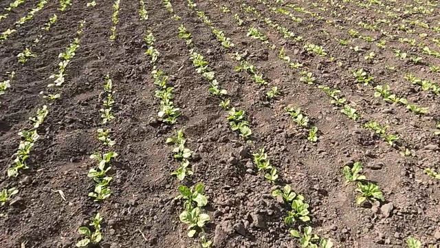 Подмёрзла кукуруза и тыква. смотреть онлайн