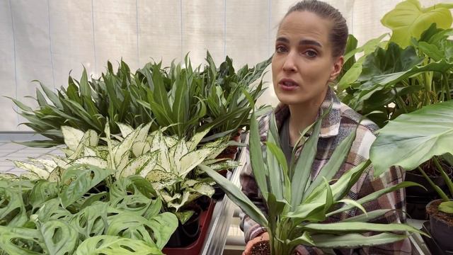 W nowej dostawie - piękne pnącza - Hoya Latifolia, Bella czy Aeschynanthusy. смотреть онлайн