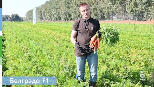 Обзор новинок моркови Кардоба F1, Каскад F1, Белградо F1, Нарита F1, Небида F1, Навал F1 Намибия F1 смотреть онлайн