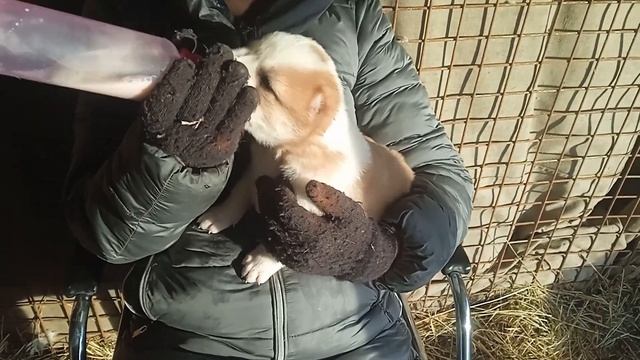 10 щенков САО . Как мы справляемся. смотреть онлайн