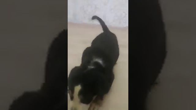 Большой швейцарский зенненхунд смотреть онлайн